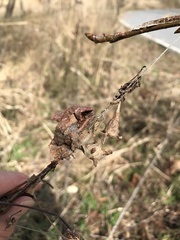 Mastophora phrynosoma