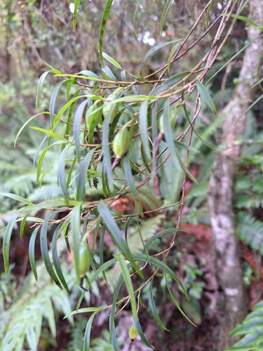Winika (Dendrobium cunninghamii)