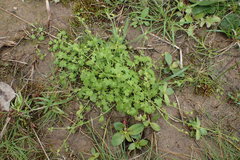 Ranunculus platensis