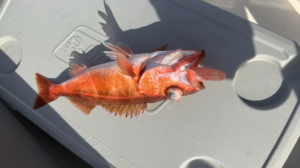 Chilipepper (Sebastes goodei) — Sebastidae