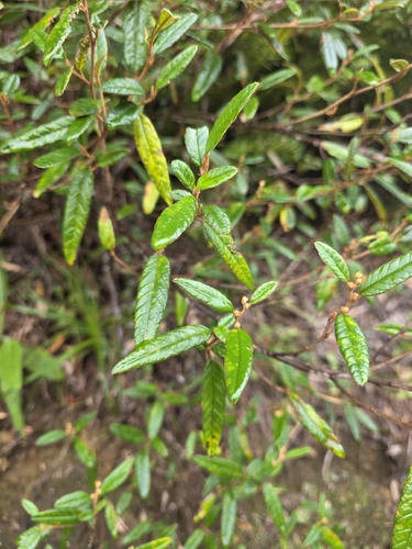 Pomaderris rugosa, 2026-04-06