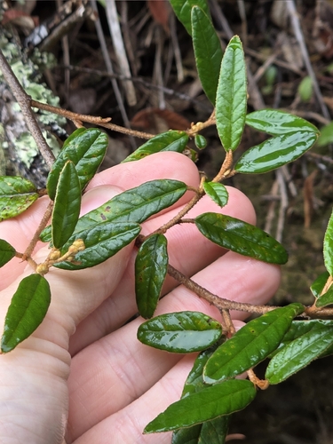 Pomaderris rugosa, photograph 6