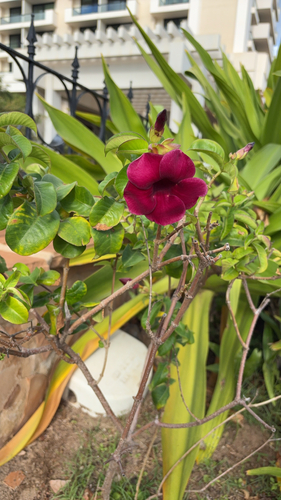 Allamanda blanchetii, 2026-04-05