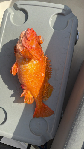Starry rockfish (Sebastes constellatus) — Sebastidae