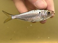 Threadfin Shad photo 2