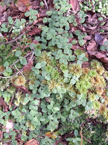 Hairy Forest Nertera (Nertera villosa)