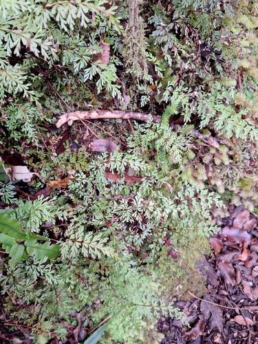 Oval Wedge-Fern (Lindsaea trichomanoides)