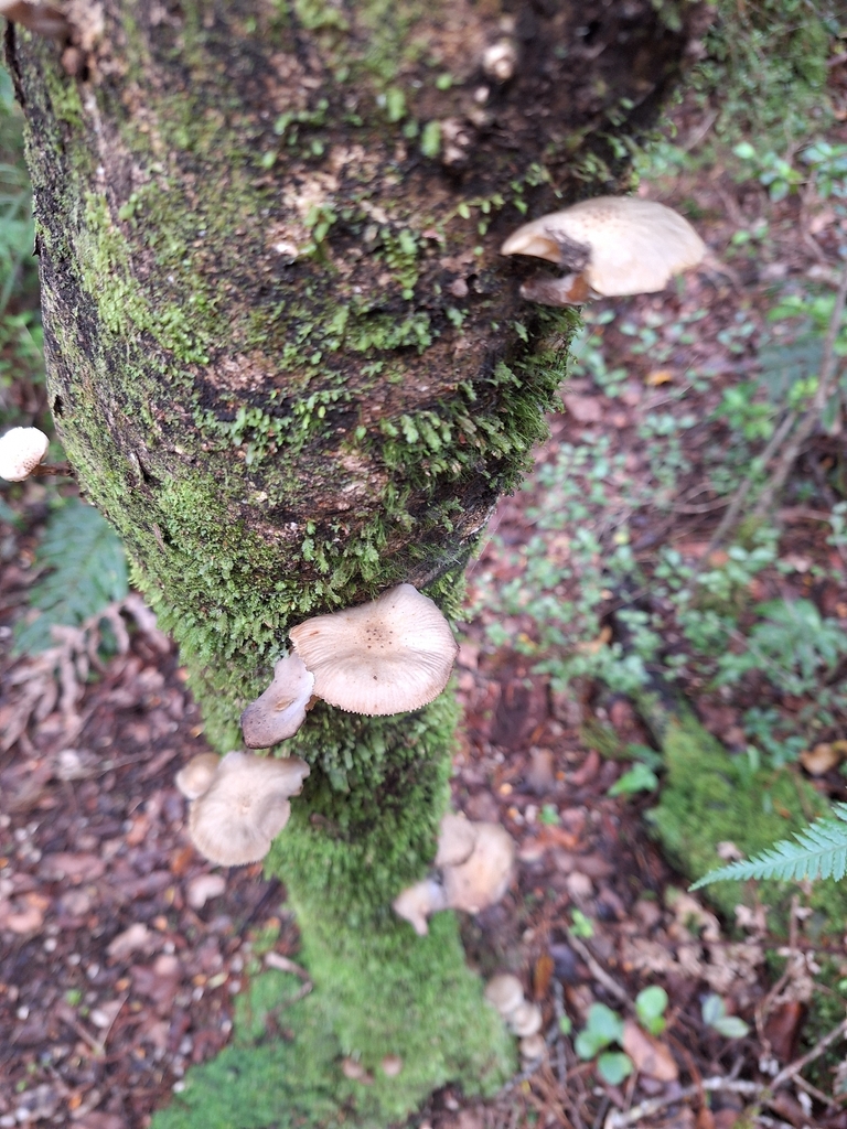 Armillaria novae-zelandiae · April 2026 · photo: © heidimeudt (iNaturalist, cc-by)