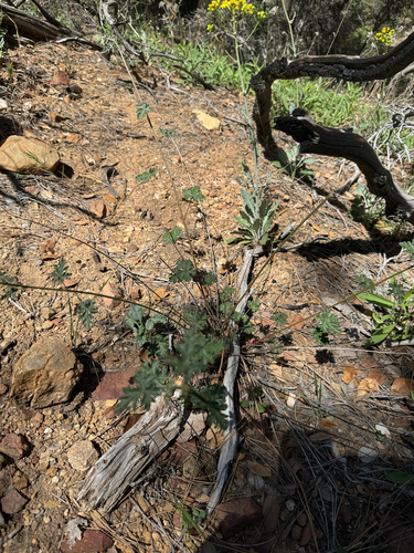 Sphaeralcea rusbyi, photograph 4