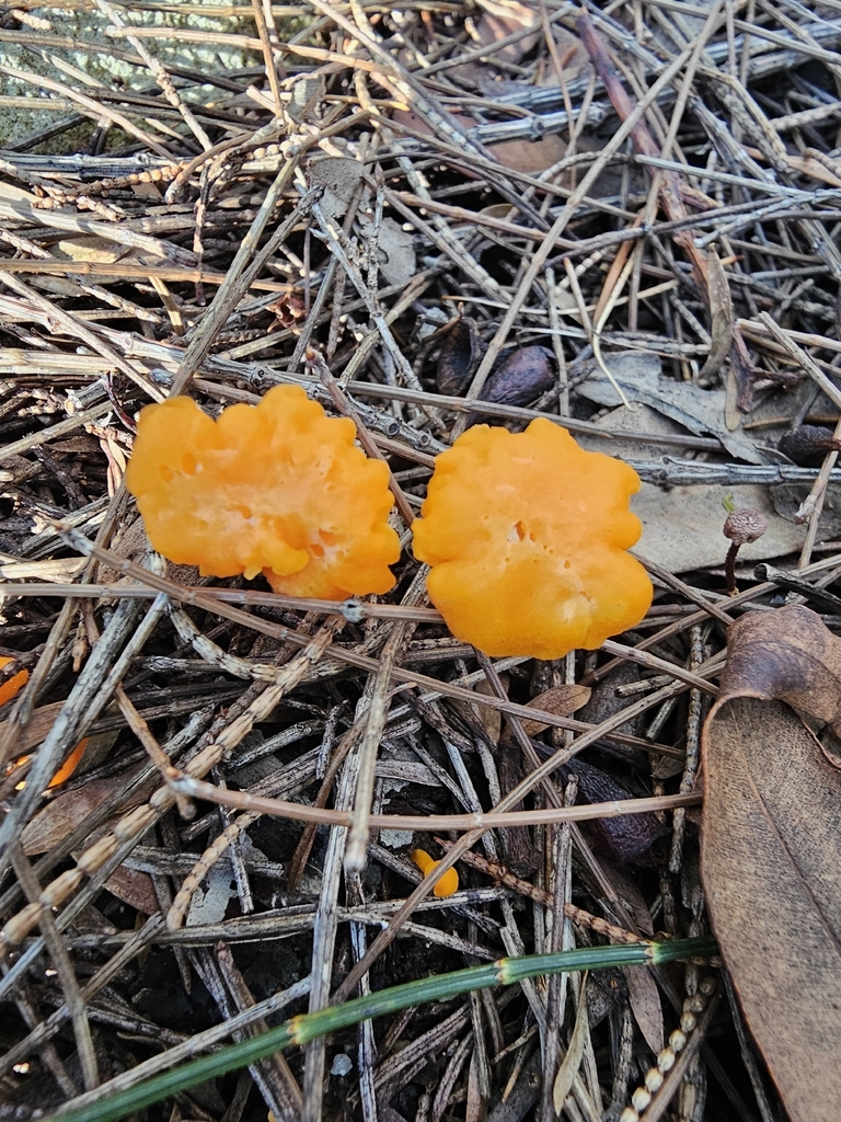 Cantharellus concinnus · March 2026 · photo: © richarddimon (iNaturalist, cc-by)