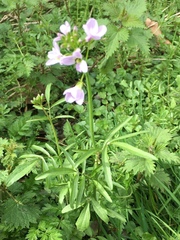Cardamine pratensis