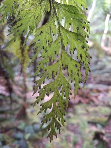 matua mauku (Hymenophyllum dilatatum)