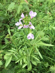 Cardamine pratensis