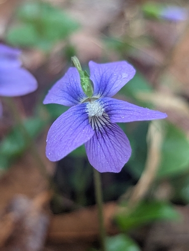 Viola X consocia