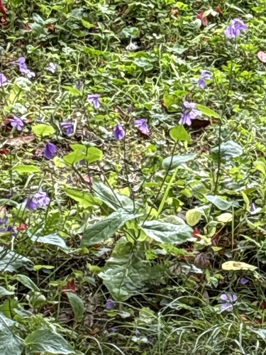 Chinese Violet Cress