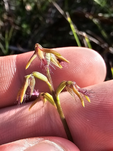 fringed midge orchid (Genoplesium fimbriatum)