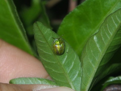 Cassida circumdata