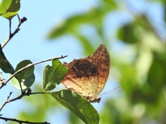 Charaxes varanes vologeses
