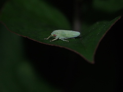 Krisnini