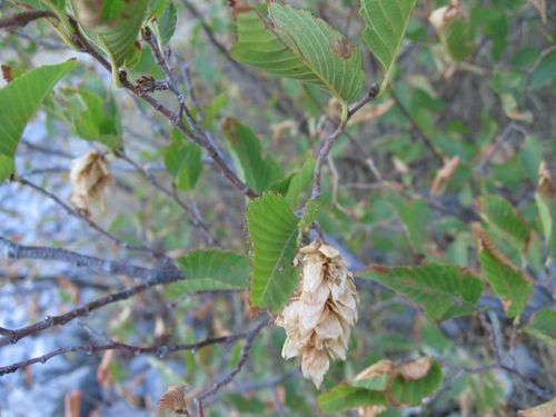 European Hop-hornbeam