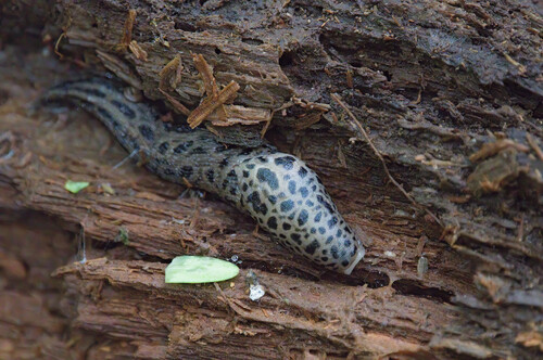 Limax maximus