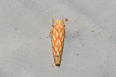 Eratoneura comoides
