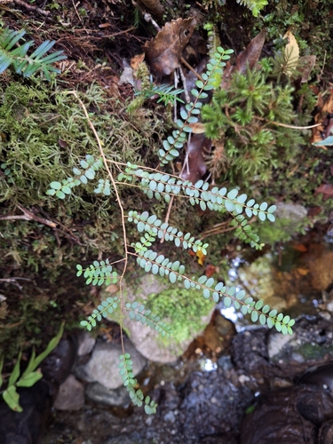white climbing rātā (Metrosideros diffusa)