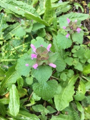 Lamium purpureum