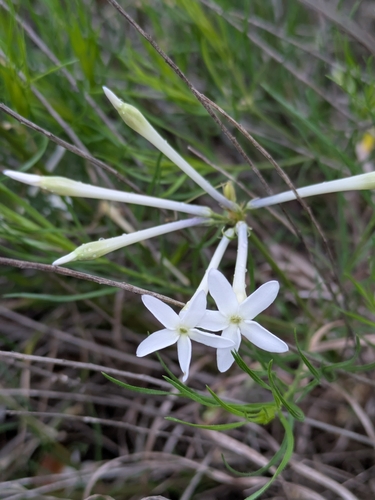 Amsonia longiflora, photograph 3