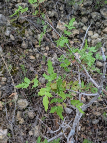 Texas Barberry (Berberis swaseyi)