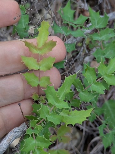 Berberis swaseyi, photograph 6