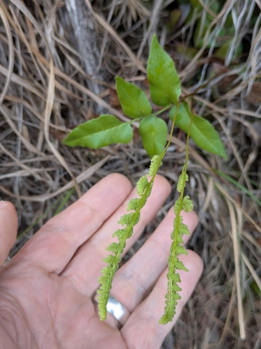Mexican Fern (Anemia mexicana)