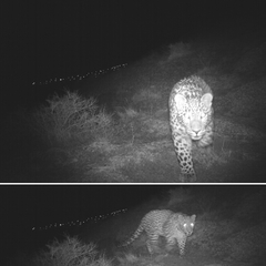 Panthera pardus tulliana