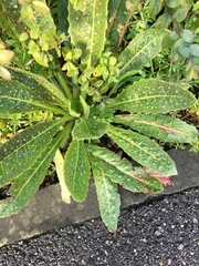 Helminthotheca echioides