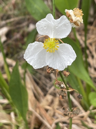 lanceleaf arrowhead (Sagittaria lancifolia)