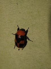 Cyclocephala gregaria