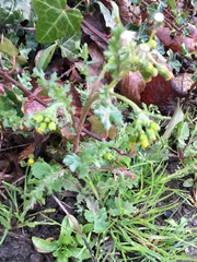 Senecio vulgaris