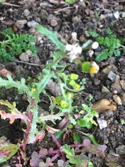 Senecio vulgaris