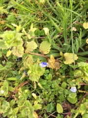 Veronica persica