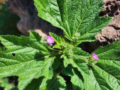 Fuertesimalva peruviana, photograph GREGORY ANTHONY PAUCA TANCO, CC BY, iNaturalist via GBIF