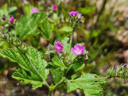 Fuertesimalva peruviana, photograph 5