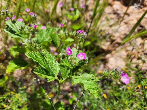 Peru Mallow (Fuertesimalva peruviana)