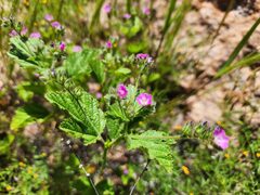 Fuertesimalva peruviana, photograph GREGORY ANTHONY PAUCA TANCO, CC BY, iNaturalist via GBIF