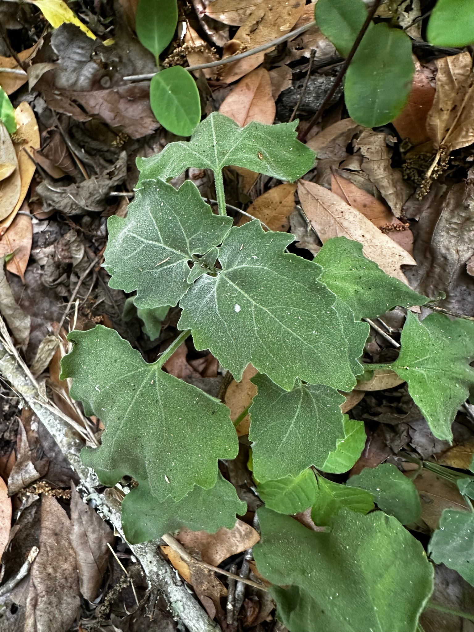Florida Keys Hempvine (Mikania cordifolia)