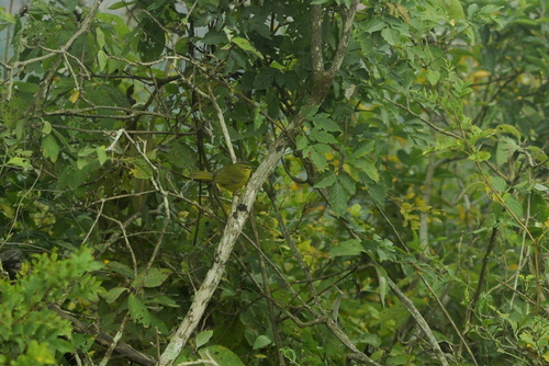 Two-banded Warbler