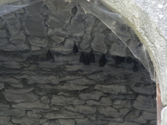 Rhinolophus hipposideros