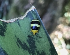 Paranaita generosa