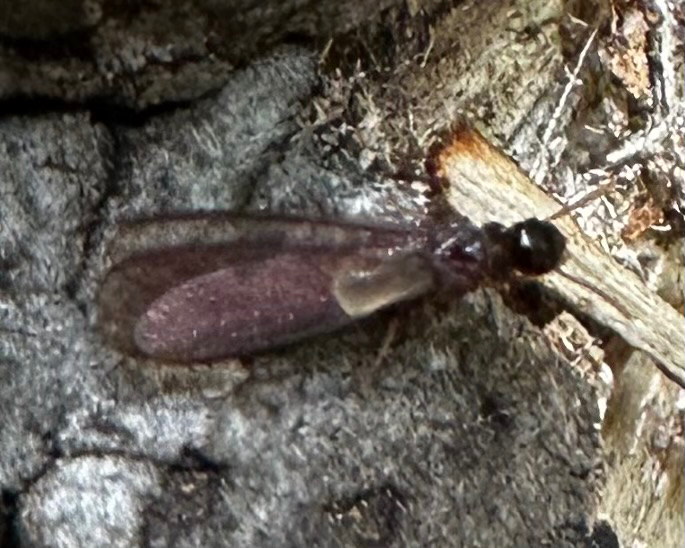 Calcaritermes nearcticus