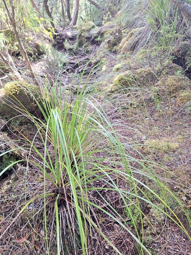 Gahnia procera observed 2026-04-06