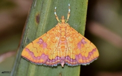 Isocentris filalis